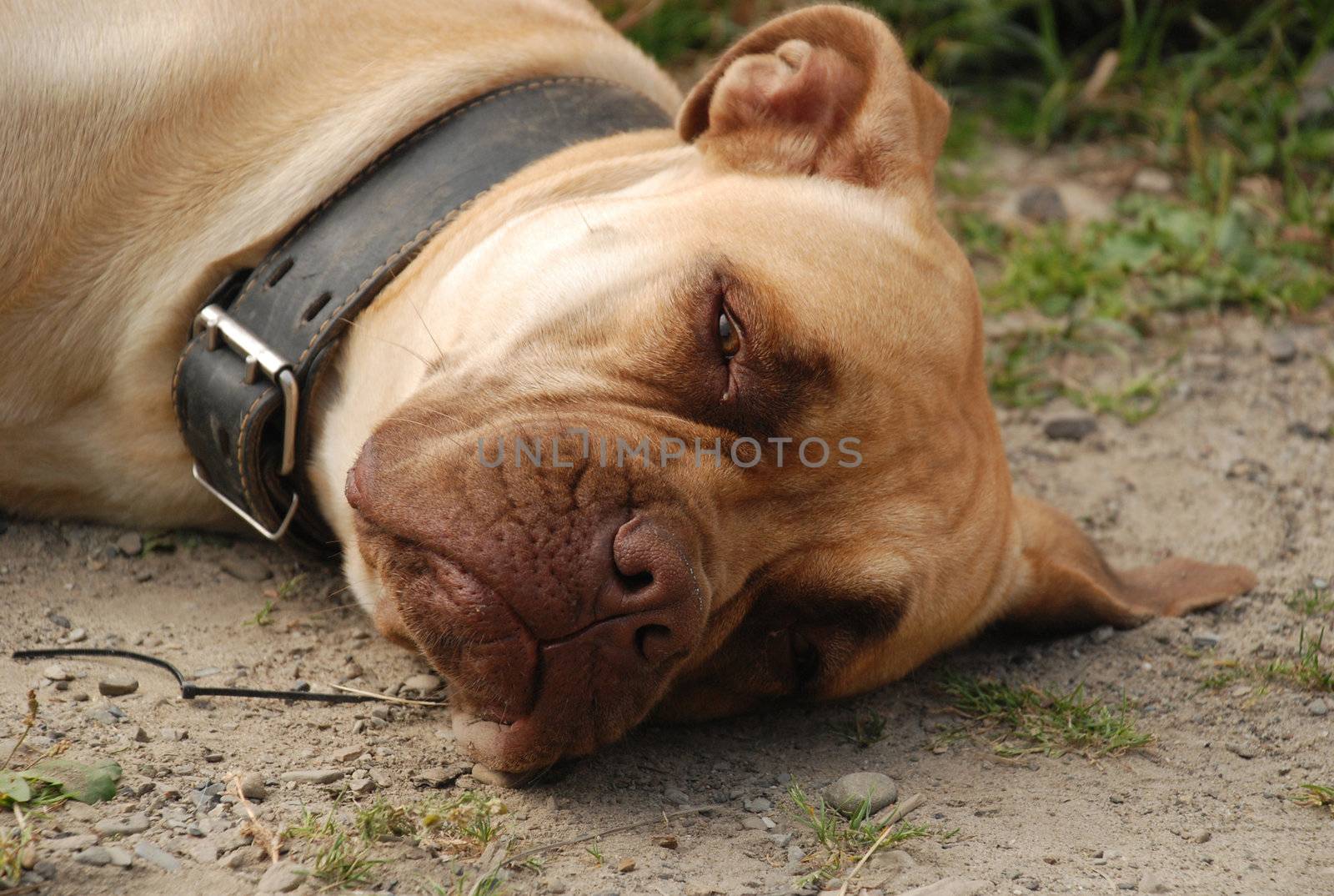 Missing dog lying on the earth.