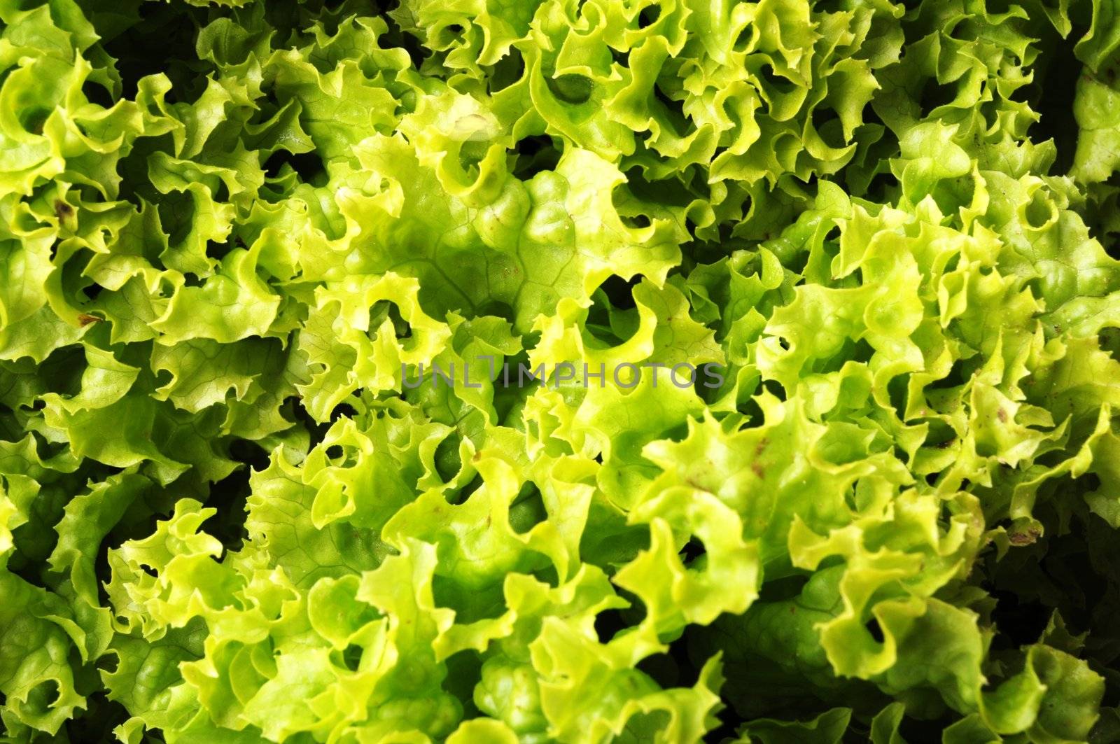 green salad and fork isolated on white background