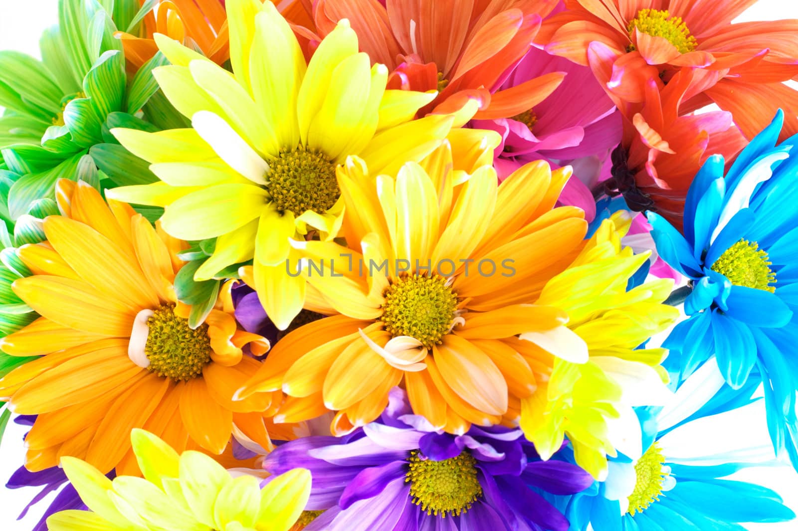 Vibrant Multicolored bouquet of flowers (daisys) Bellis simplex