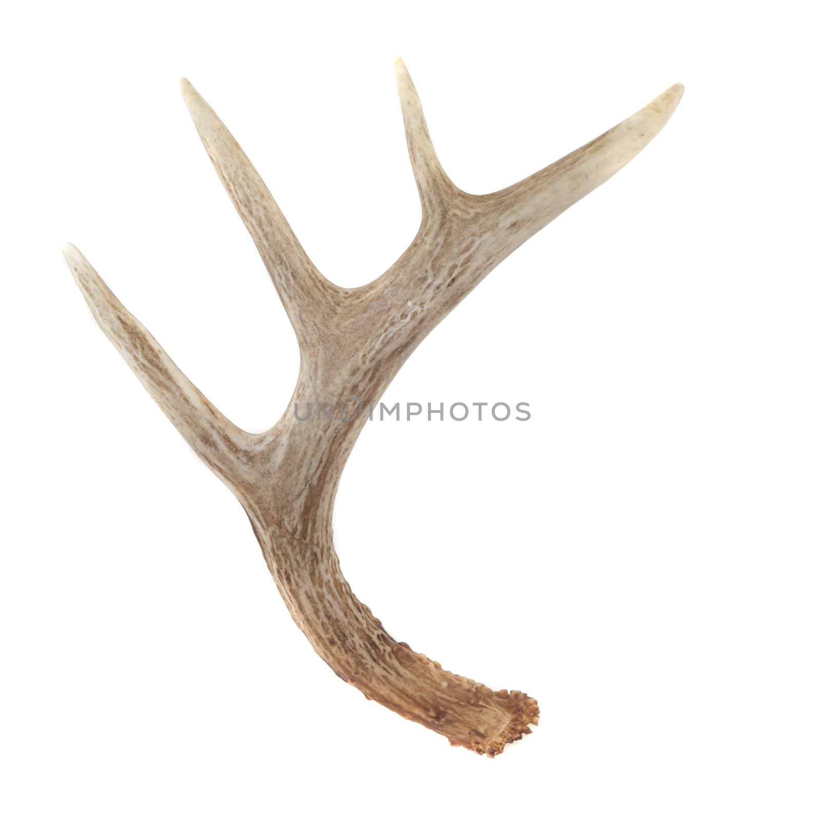 Side View of Whitetail Deer Antlers Isolated on White