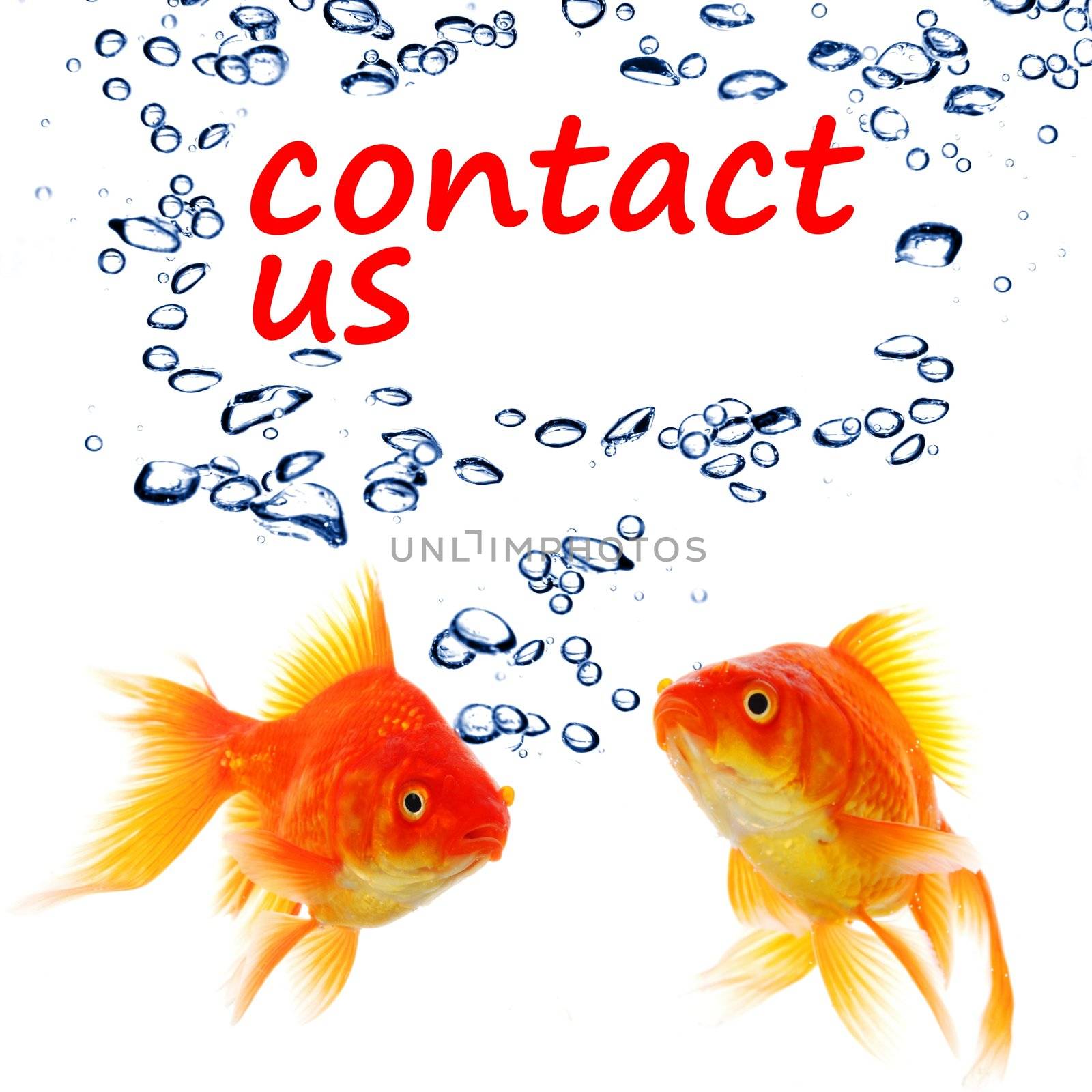 contact us concept with goldfish showing support service or email communication