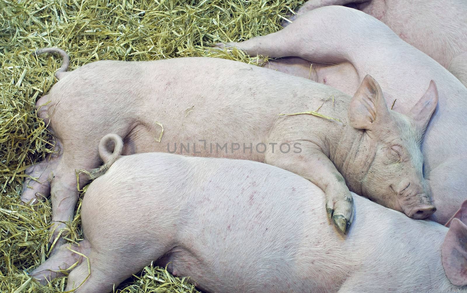 nap of the pigs babys