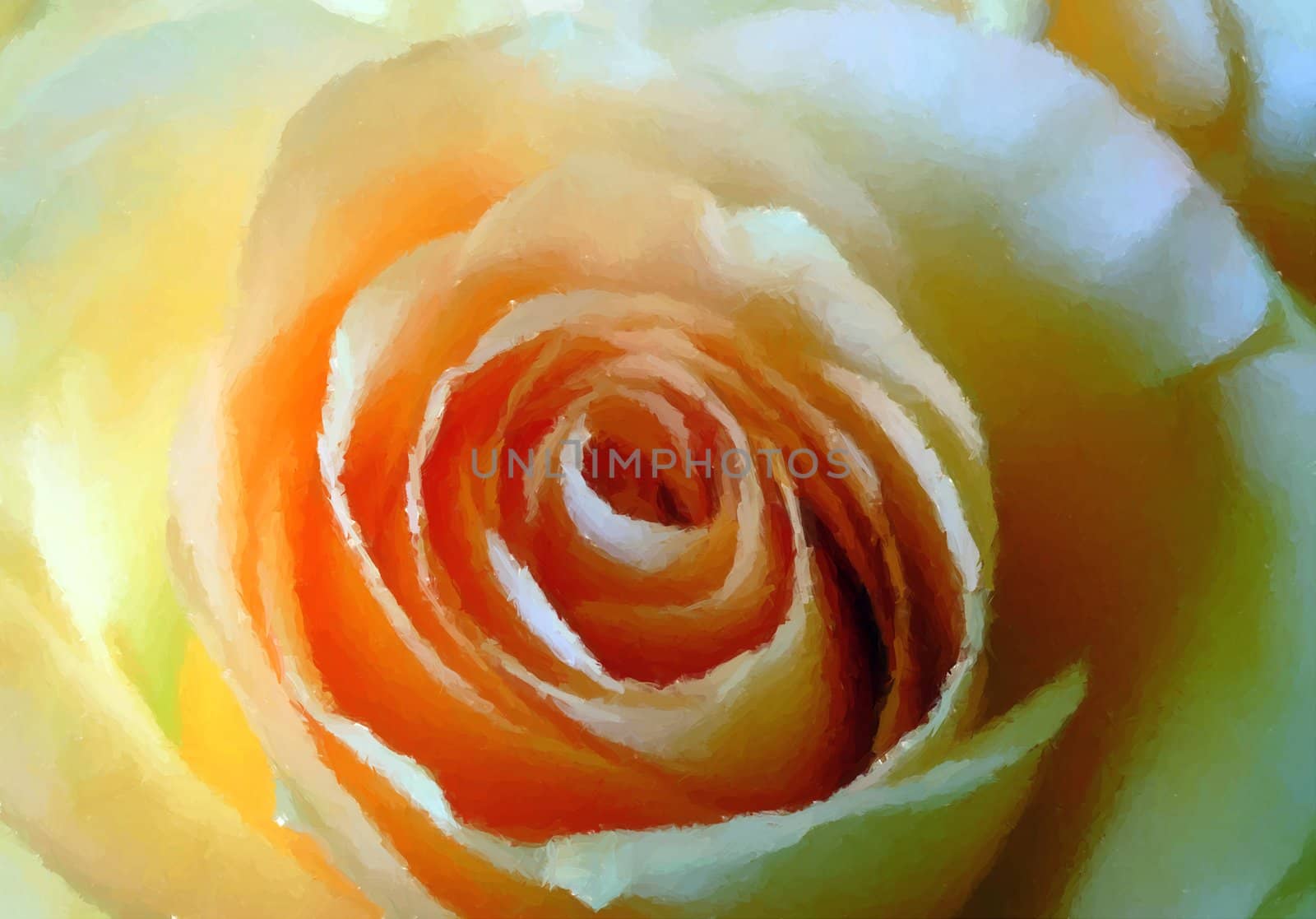 a close up of a beautiful apricot rose.