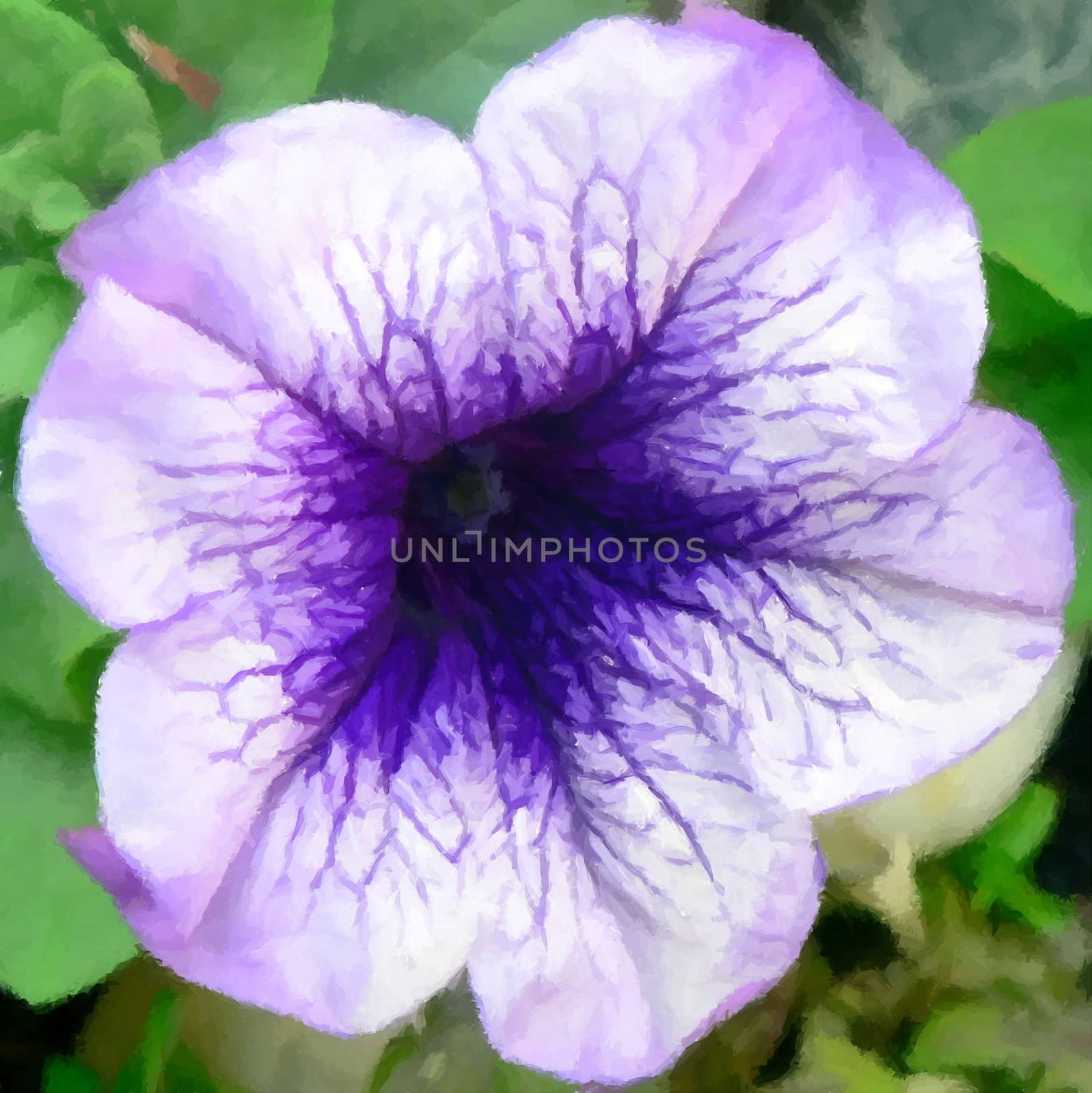 Purple Petunia by shrenk