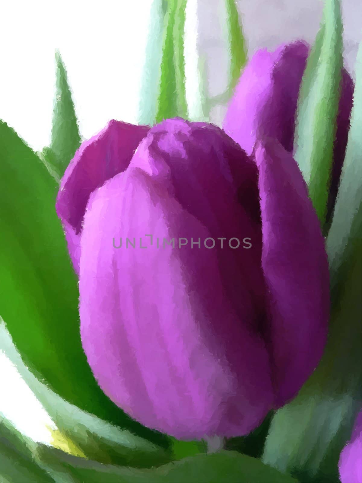 a close up of a beautiful purple tulip.