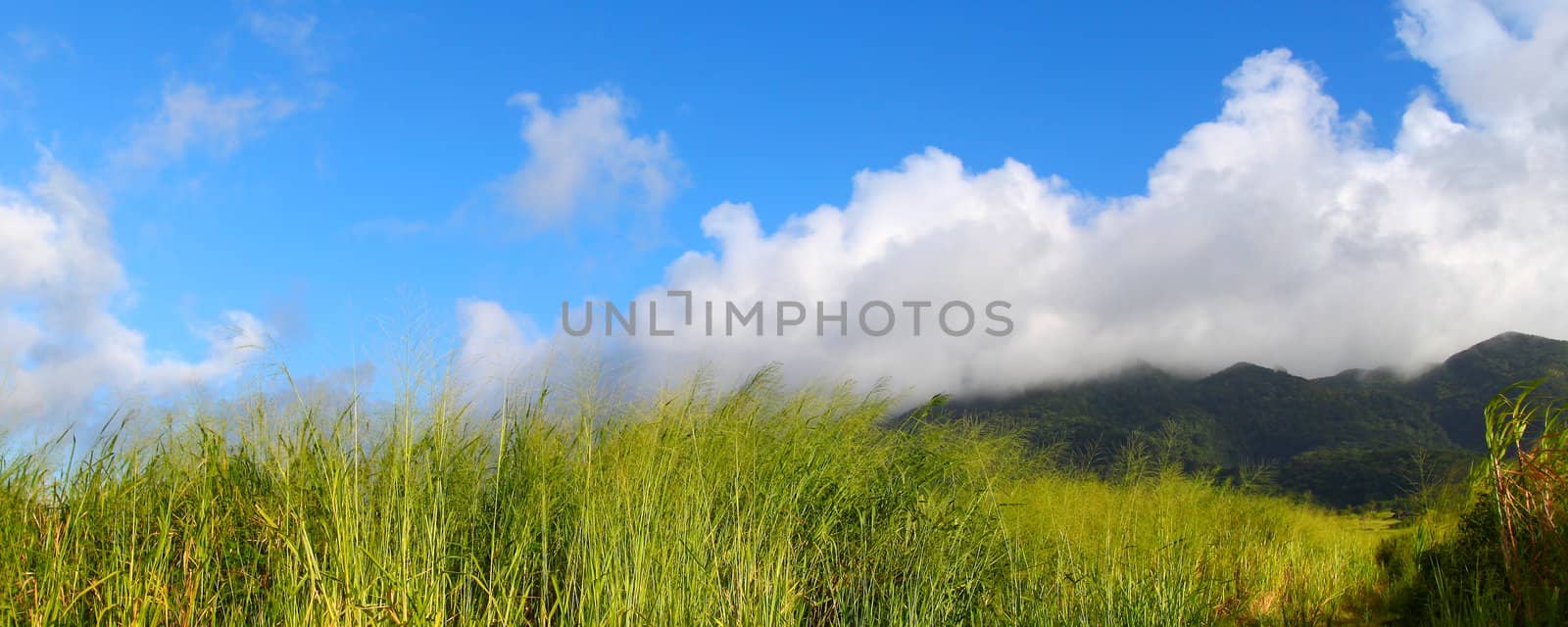 View of Mount Liamuiga from the sugar cane fields of Saint Kitts.