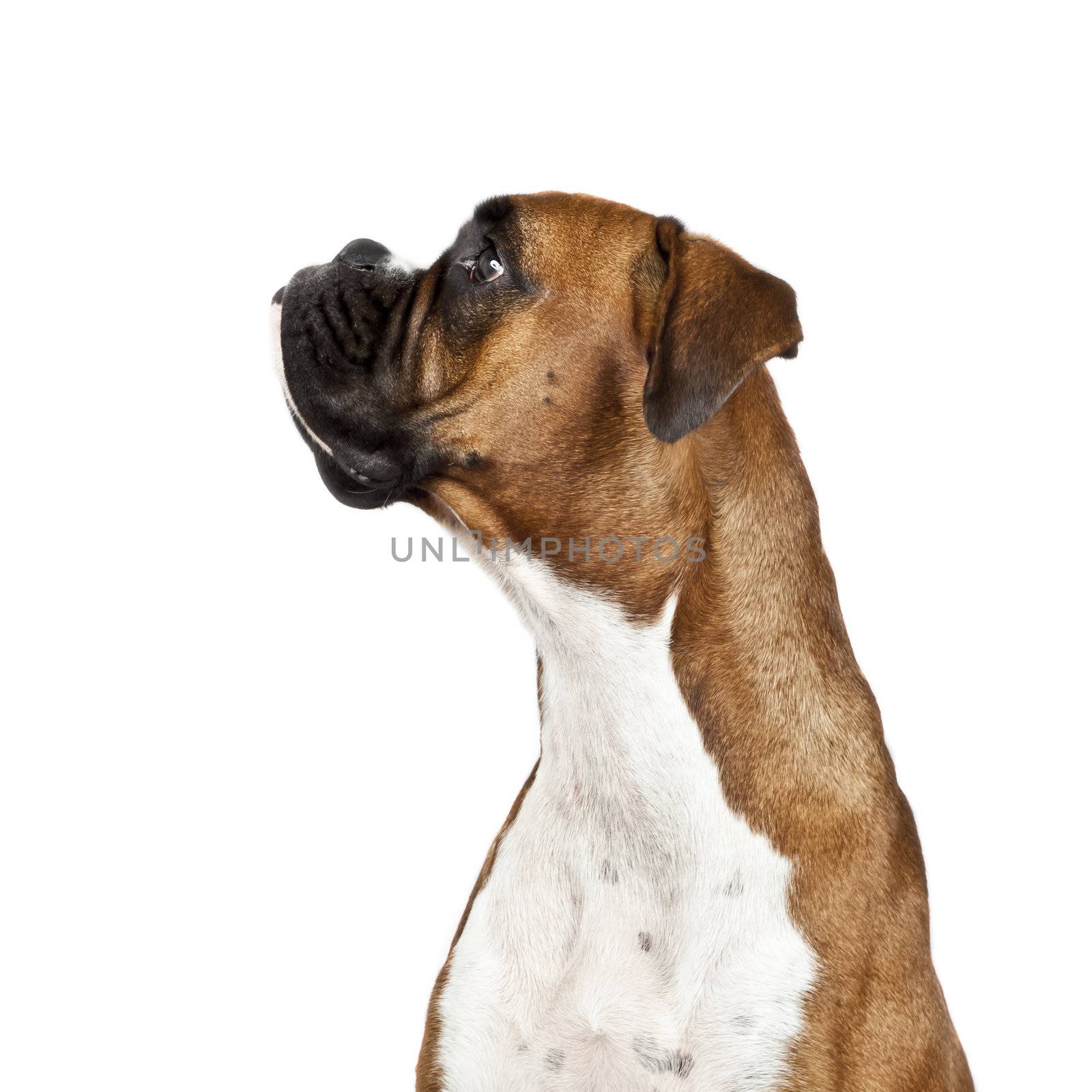 An image of a dog German Boxer