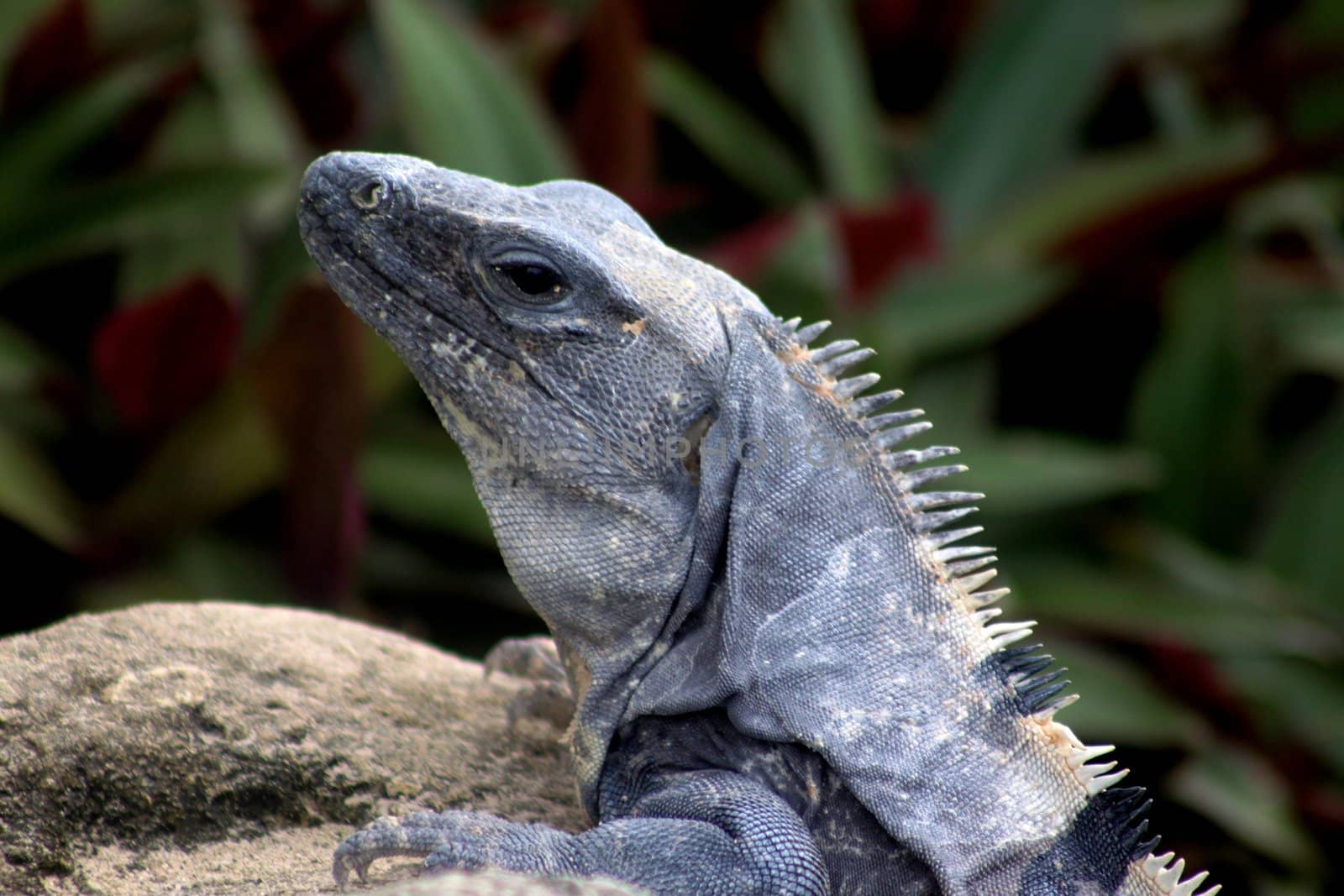 Close up profile of a grey lizard's head