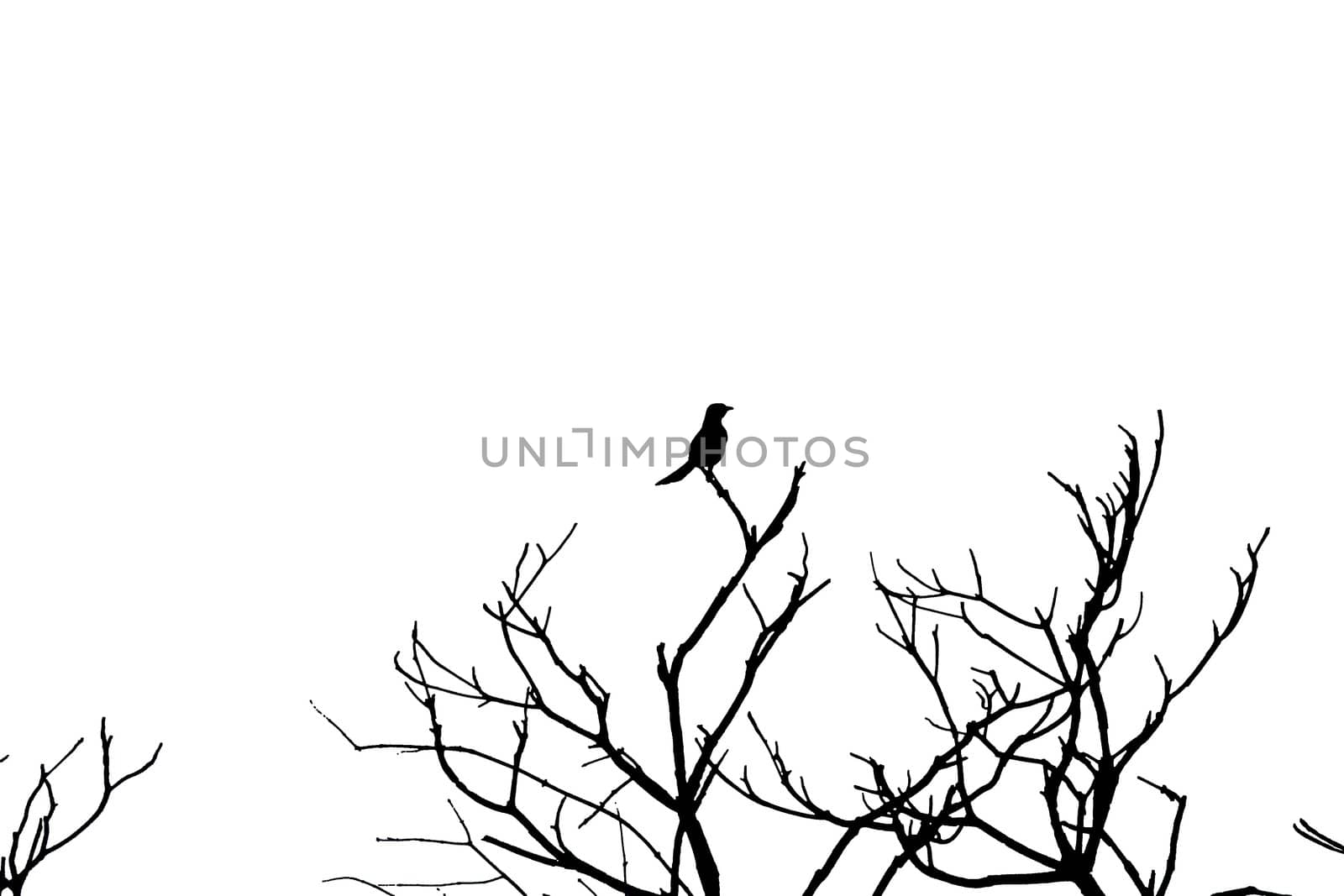 Silhouette of a bird on top of branches with white background