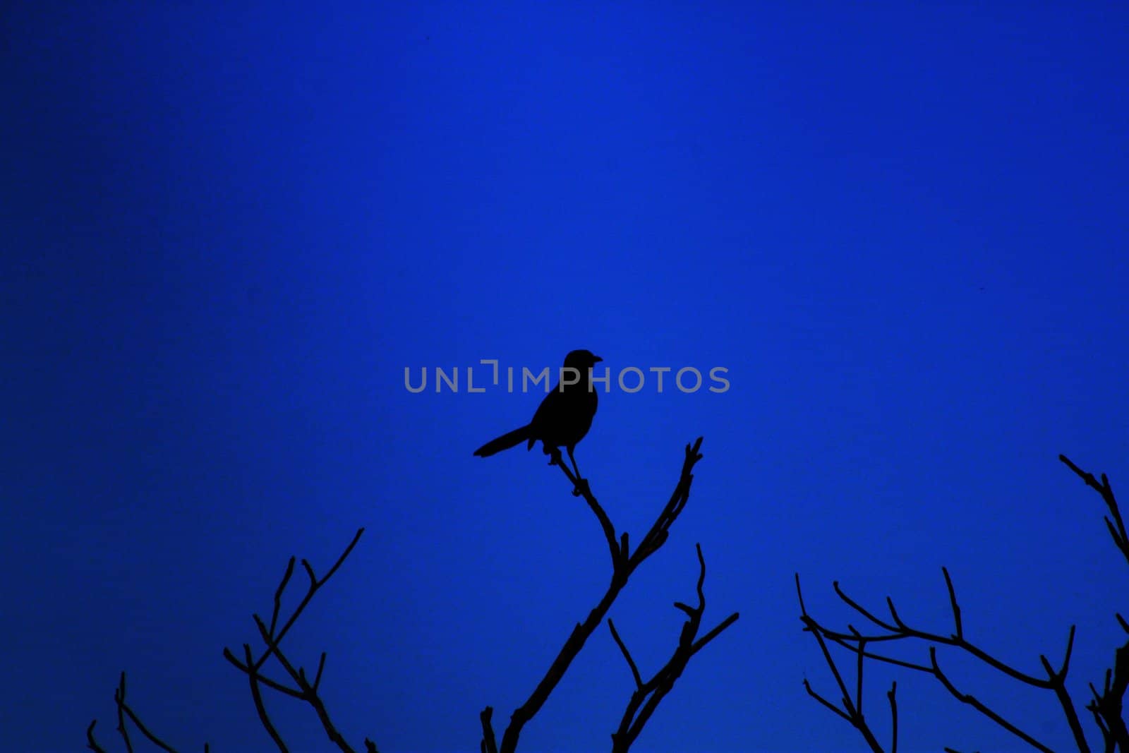 Silhouette of bird on a branch with blue background