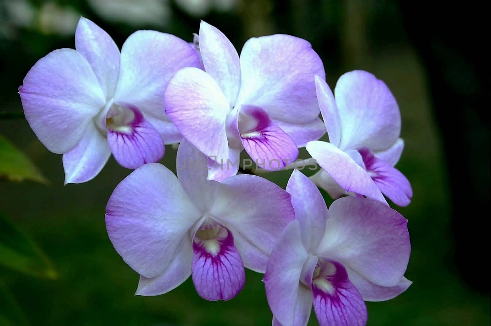 Group of five purple orchids under the sun