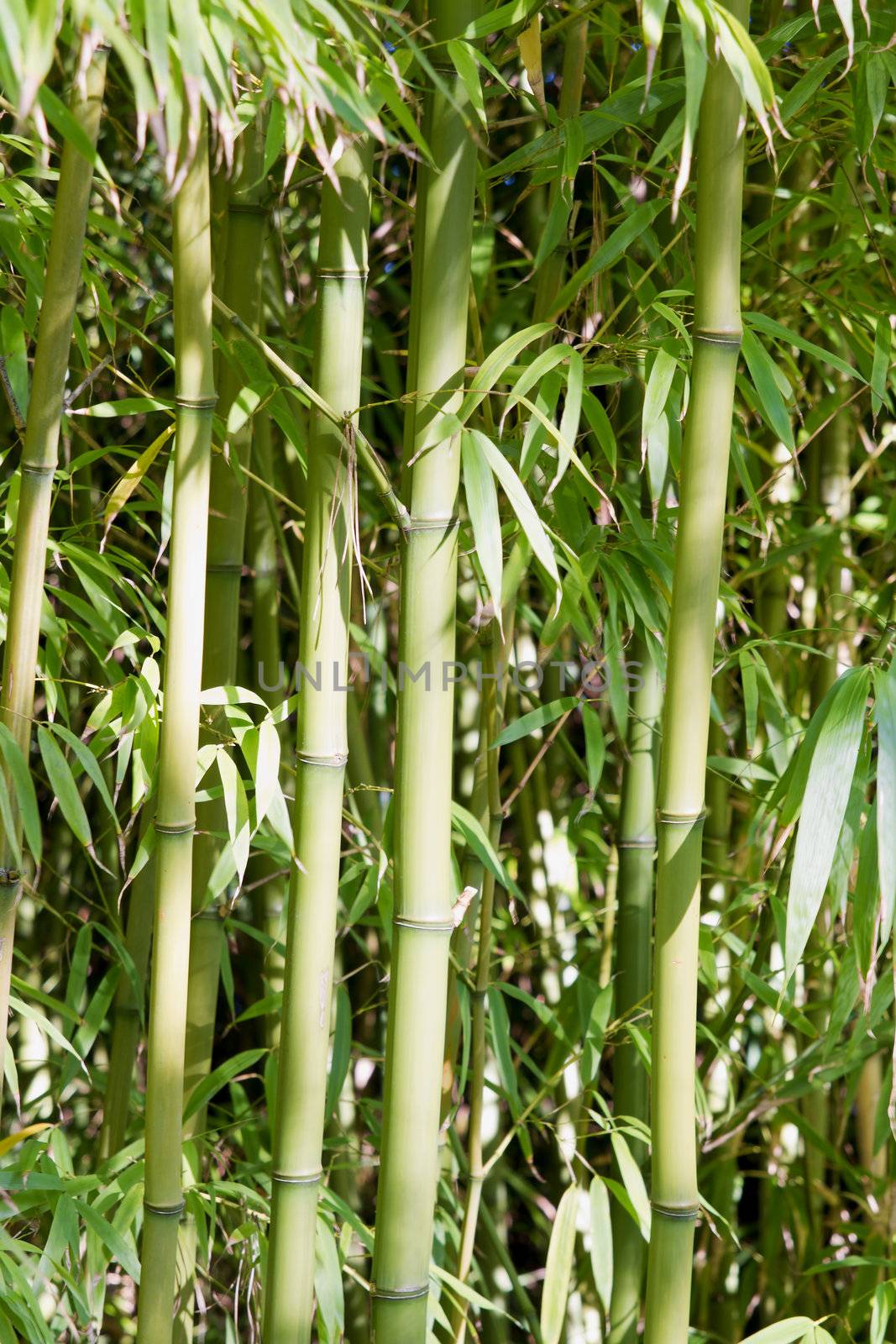 Bamboo Forest at Japanese Tea Garden in San Francisco Golden Gate Park