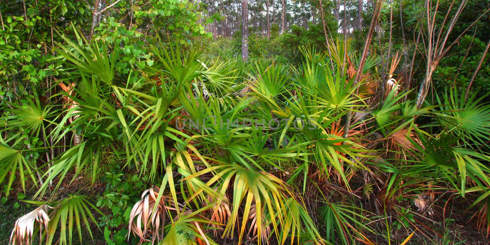 Palmetto Understory - Everglades by Wirepec