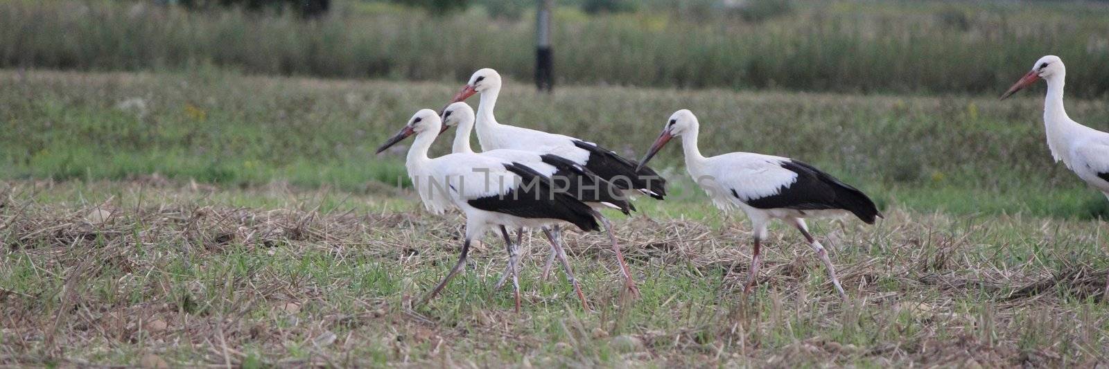 Pair of storks