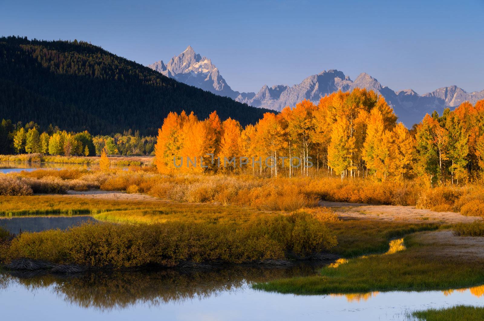 Autumn quaking aspens (Populus tremuloides) and the Teton Mountains, Grand Teton National Park, Wyoming, USA