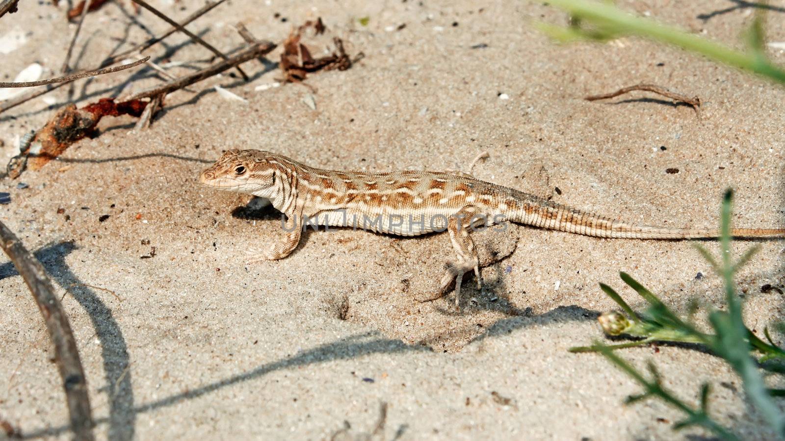 Lizard on the beach sand. Natural environment close up