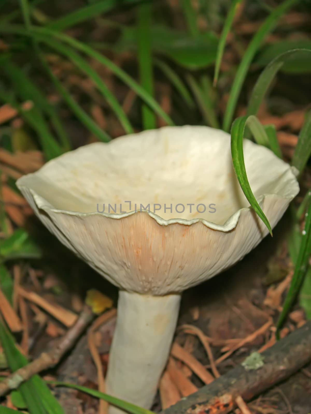 Wild mushroom genus of champignons in their natural environment