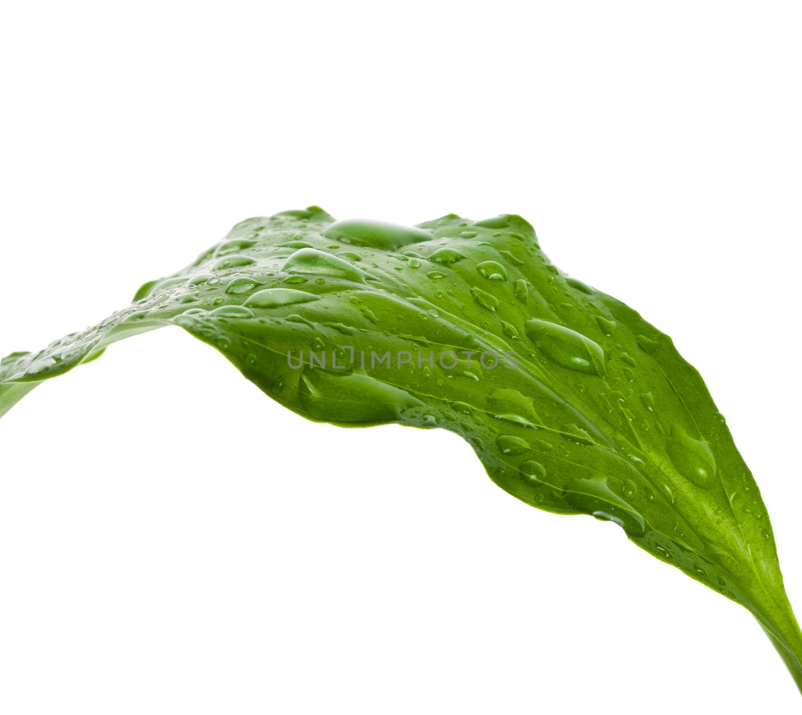 green leaf with water drops, isolated on white