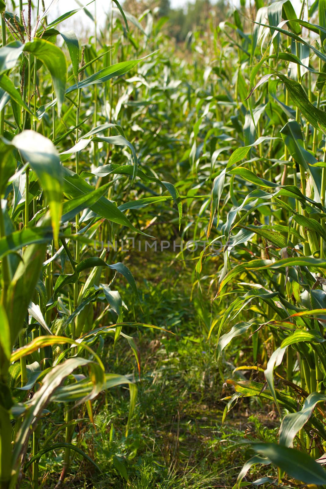 close-up green field with corn