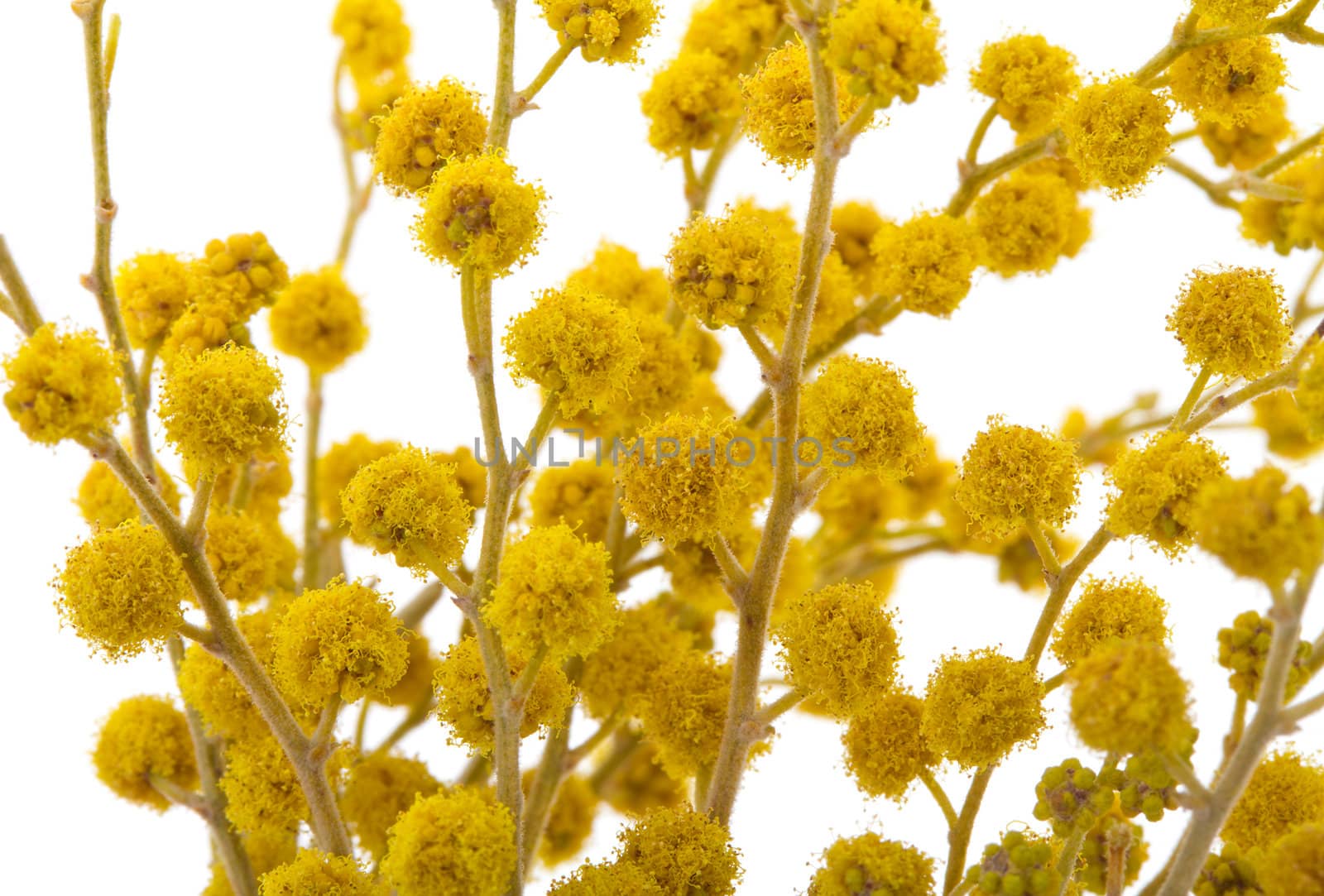 close-up mimosa, isolated on white
