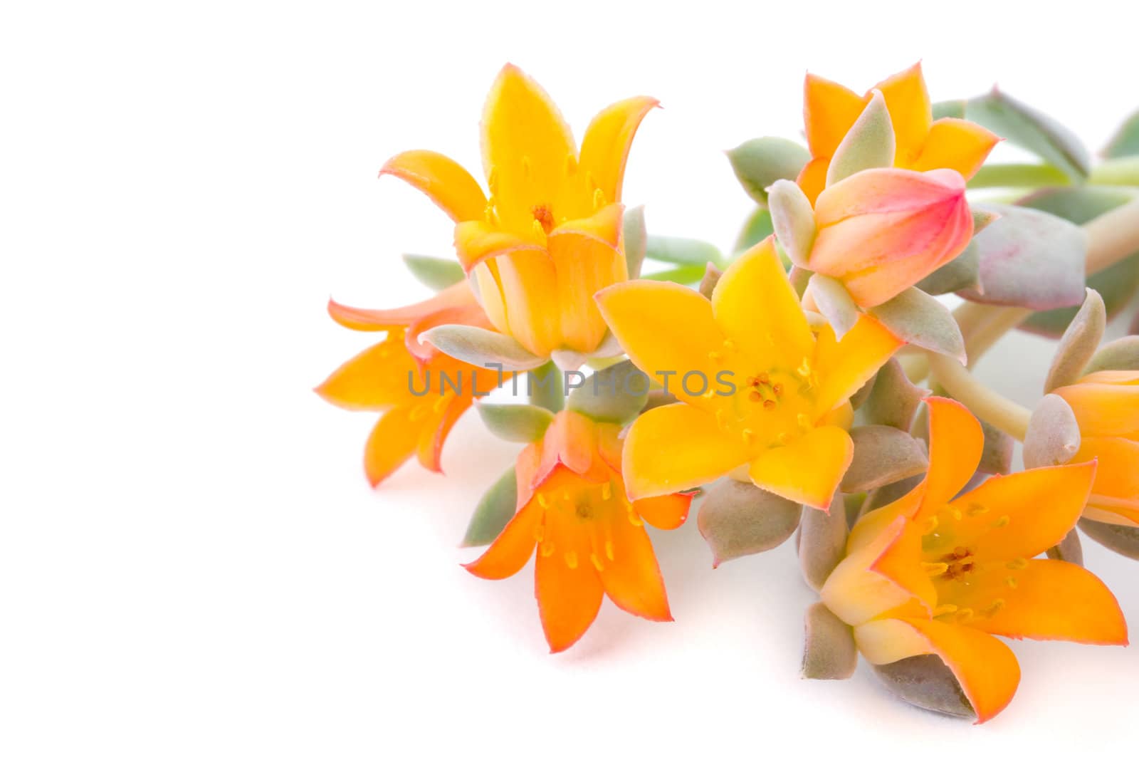 close-up flowers of echeveria, isolated on white