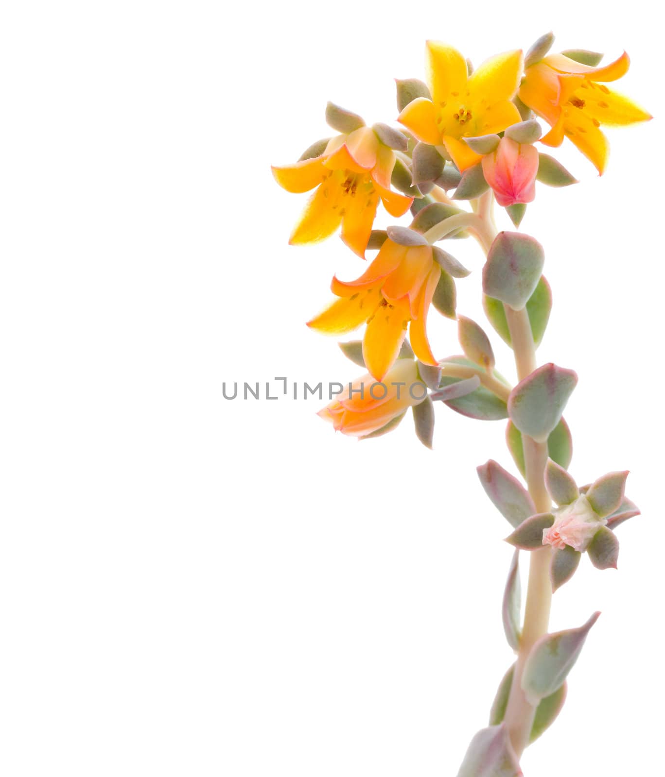 close-up flowers of echeveria, isolated on white