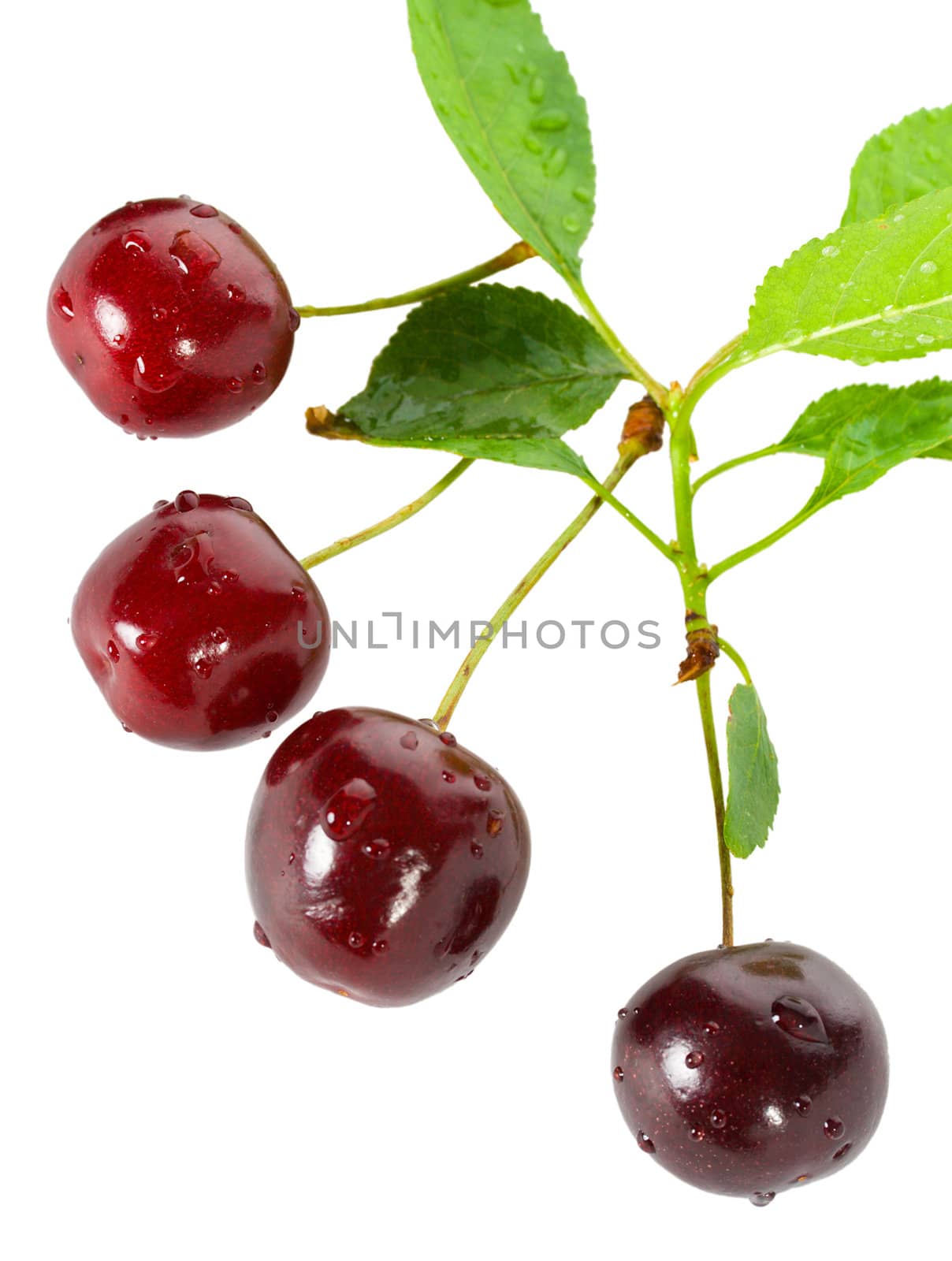 ripe cherries with leaves, isolated on white