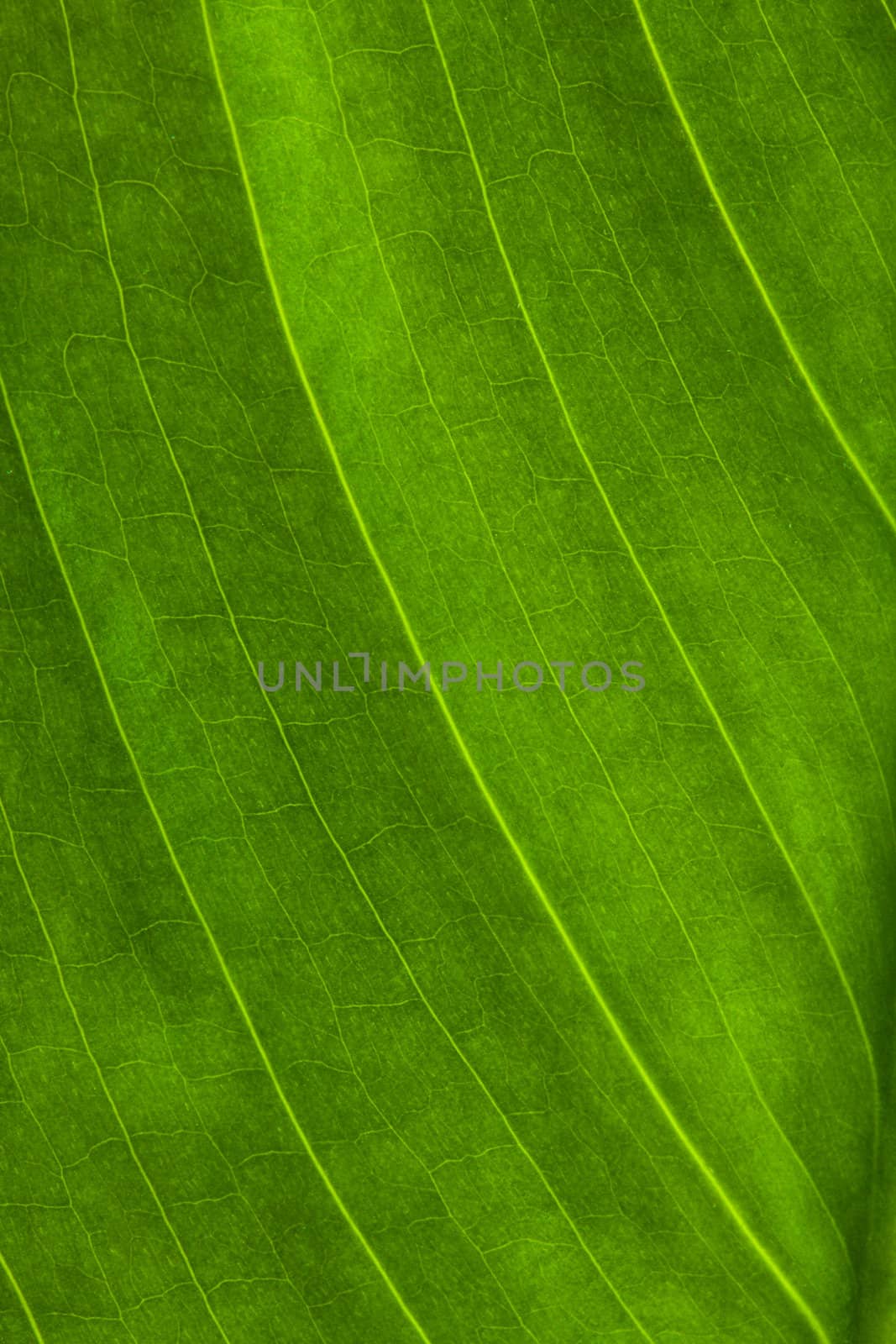 green leaf, macro shot