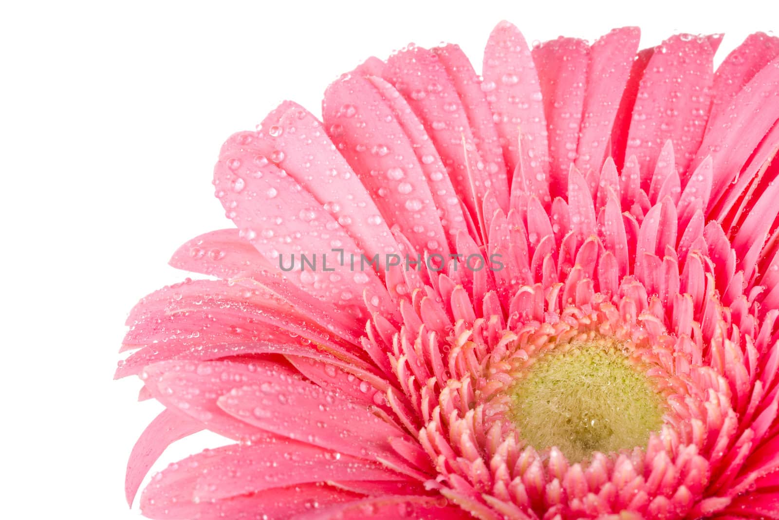 close-up pink gerbera with drops of water, isolated on white