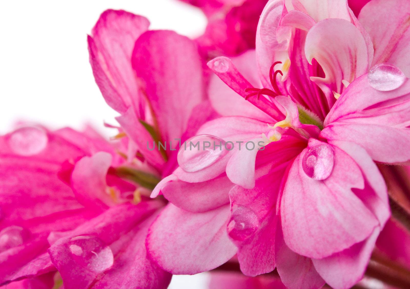close-up pink geranium with water drops