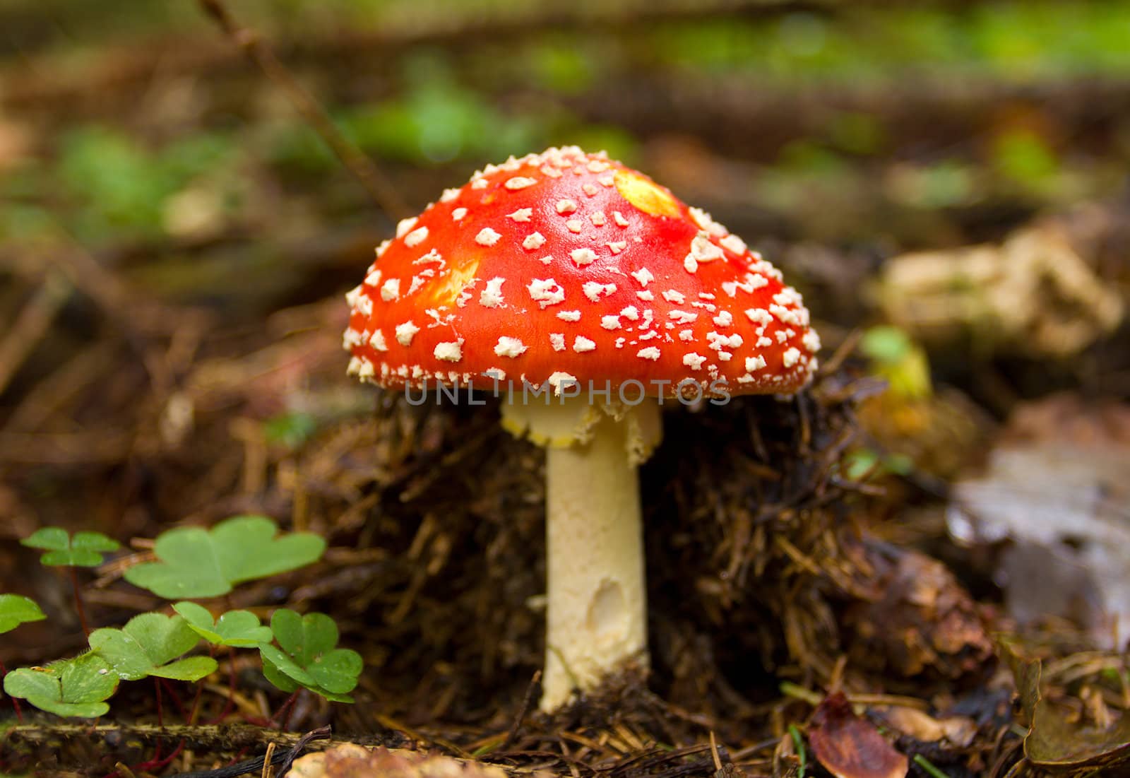 fly agaric in the forest by Alekcey