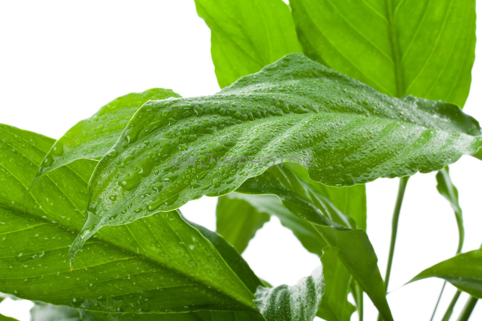 green leaves with water drops, isolated on white