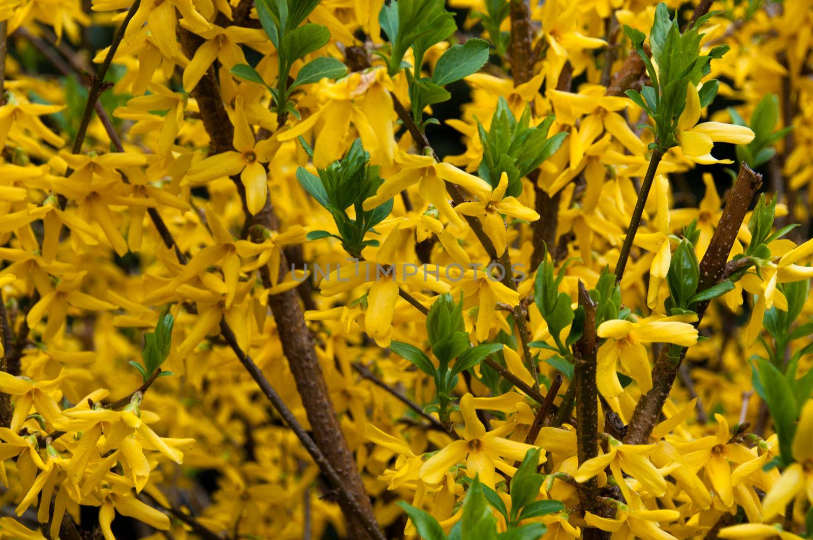 A forsythia shrub in full bloom in spring