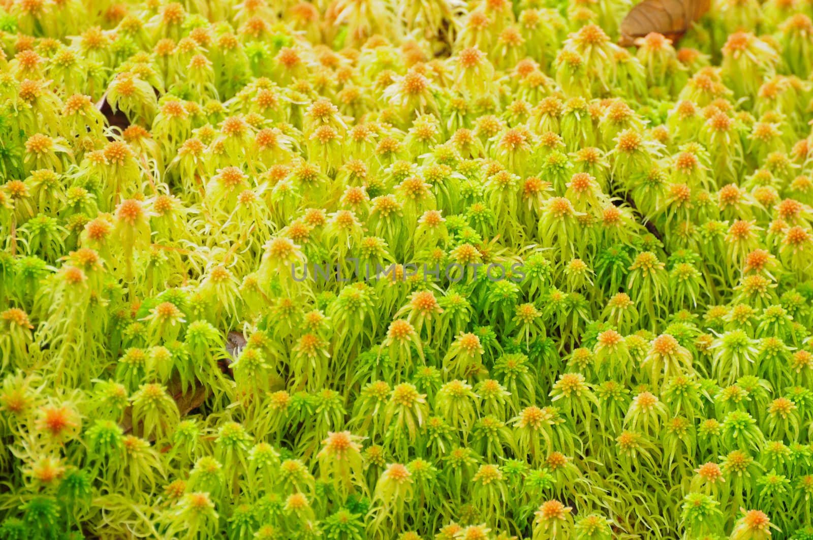 sphagnum moss by samurai