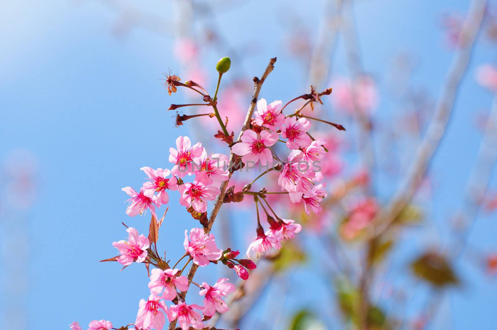 thai Sakura flower by samurai