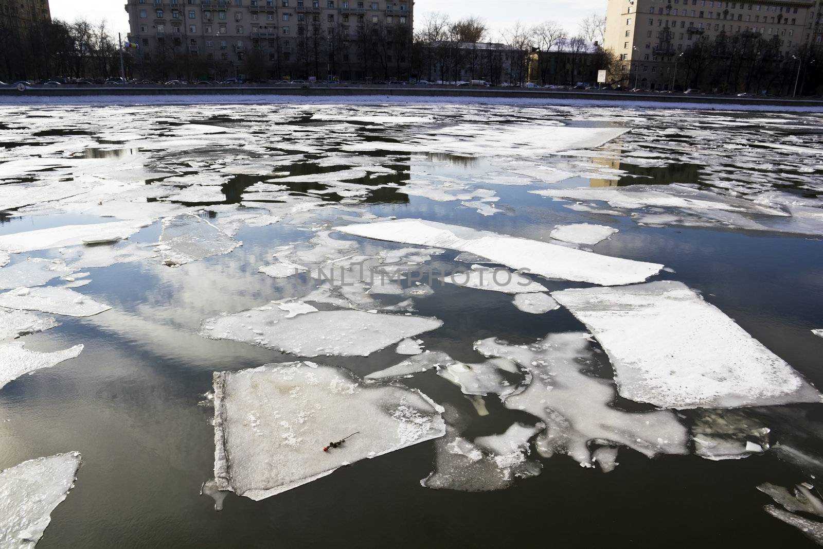 Drifting of ice on river In the spring in a city and lonely flower rose on floe
