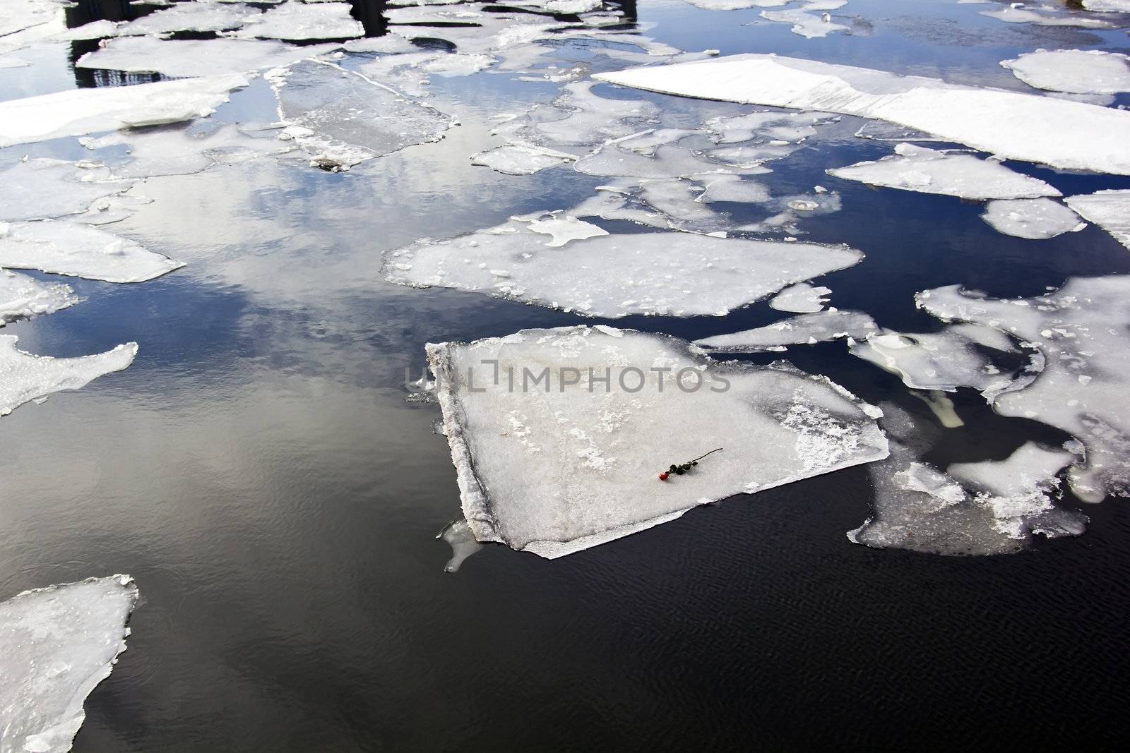 Lonely flower rose on river ice floe
