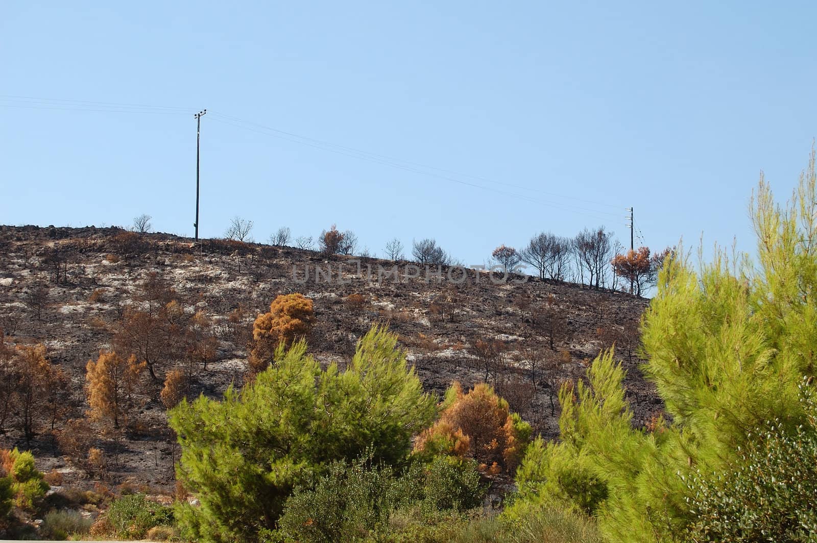 Burned trees on a hill after a forest fire.