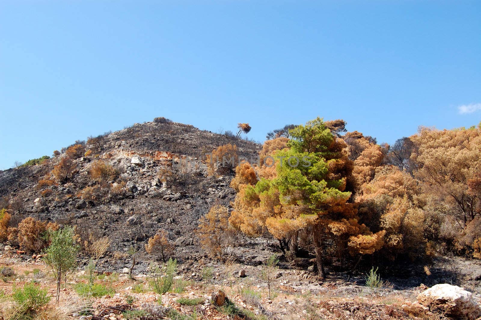 Burned trees on a hilltop after a forest fire.