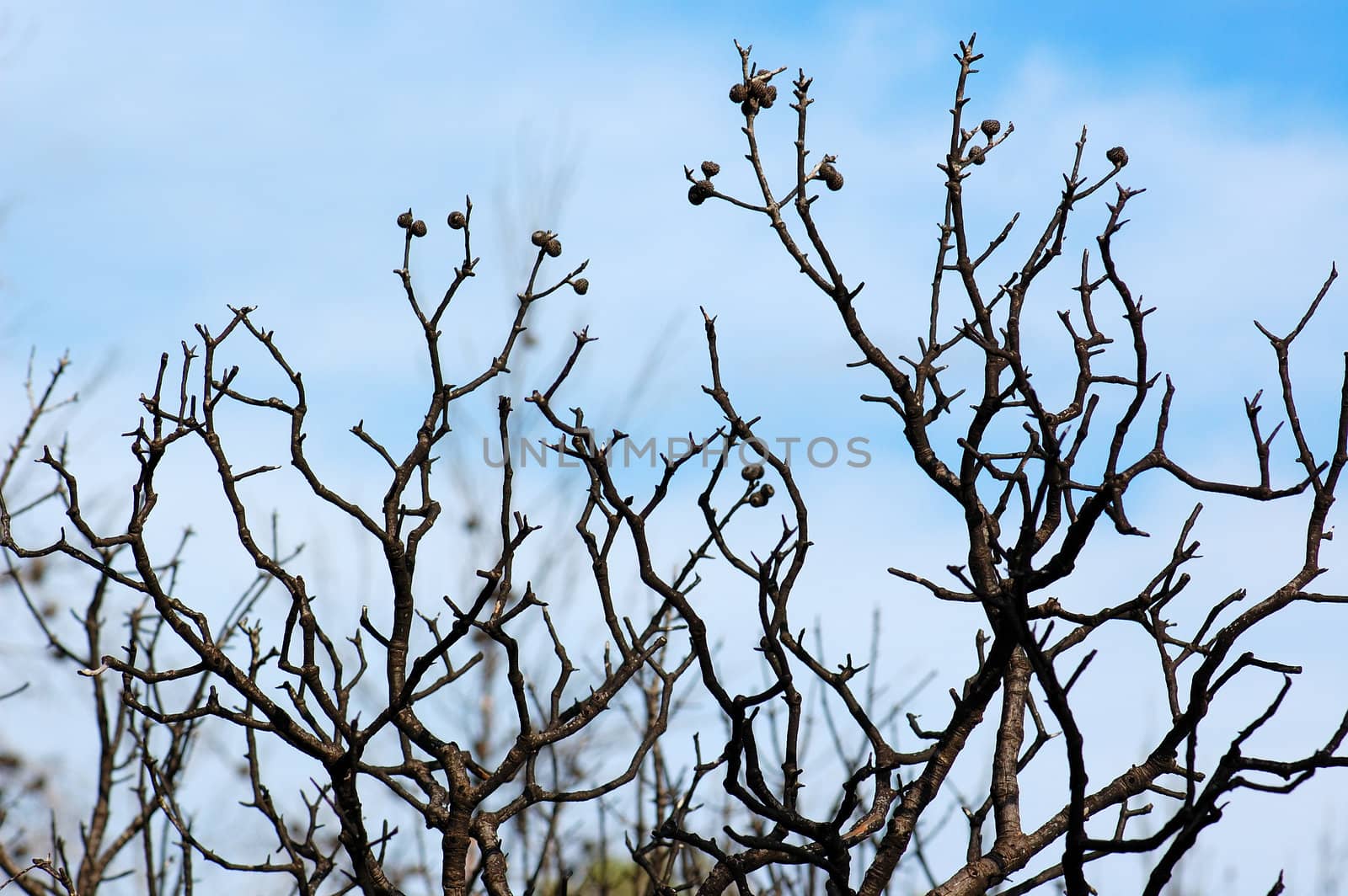 Burned oak tree after a forest fire.