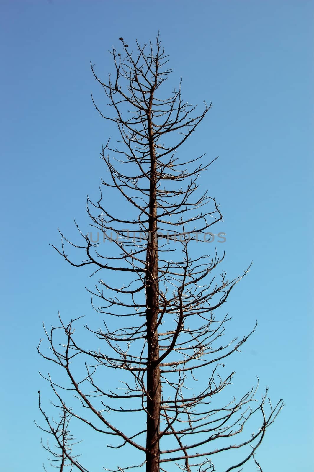 Burned tree silhouette after a forest fire.
