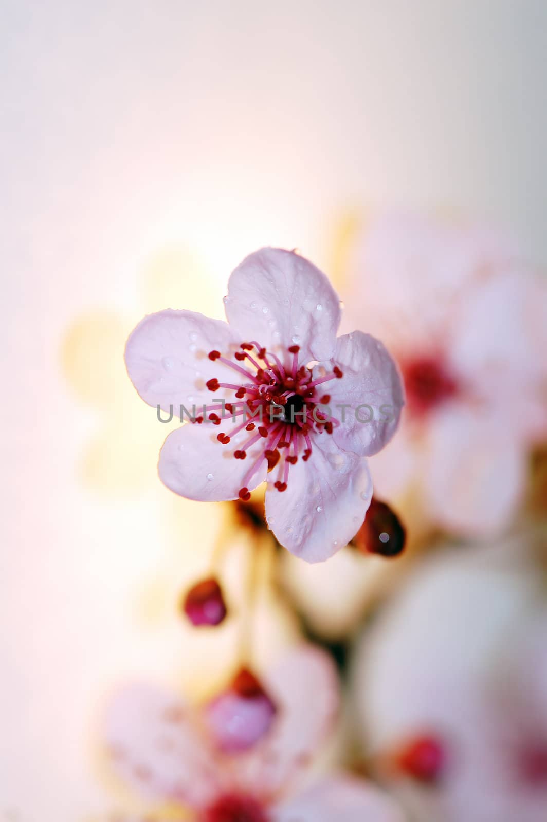 Blooming cherry tree flower with raindrops. Spring season background.