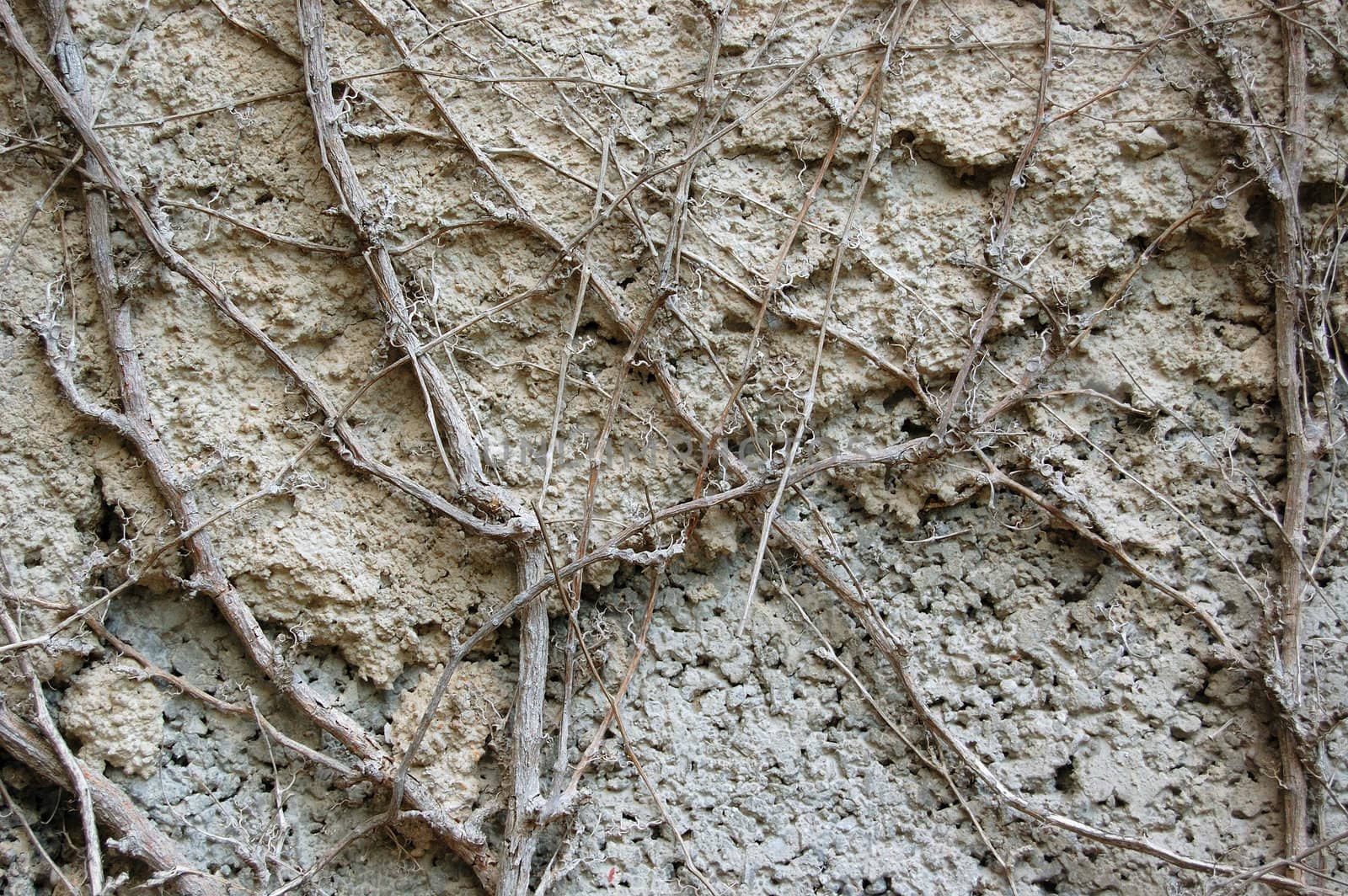 Ivy roots growing on a concrete brick wall. Abstract texture.
