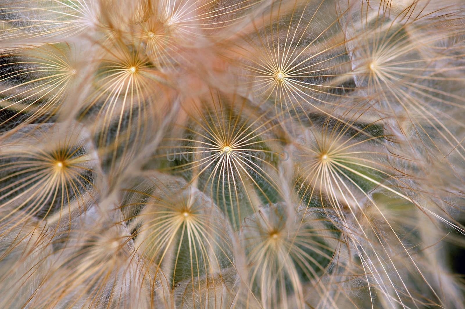 Dandelion flowering plant macro. Abstract texture background.