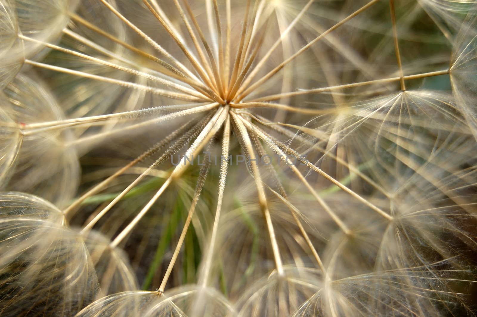 Dandelion flowering plant macro. Abstract texture background.