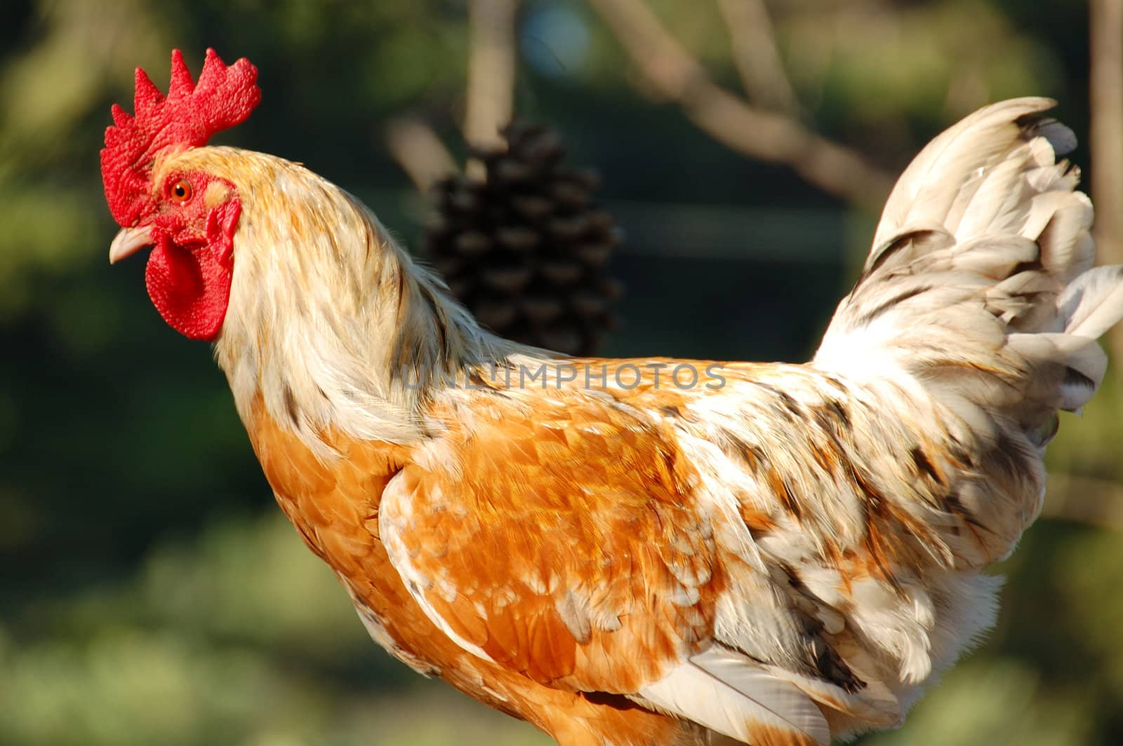 Free range rooster in natural environment.