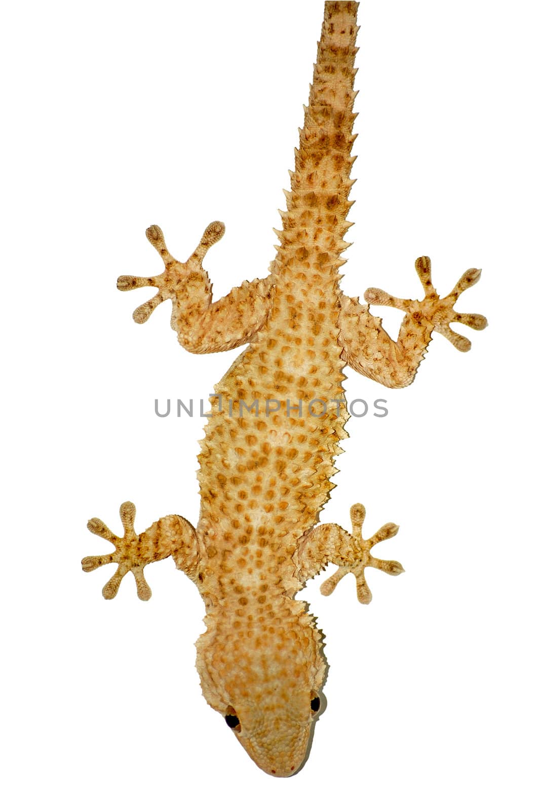 Small gecko reptile lizard against a white background.