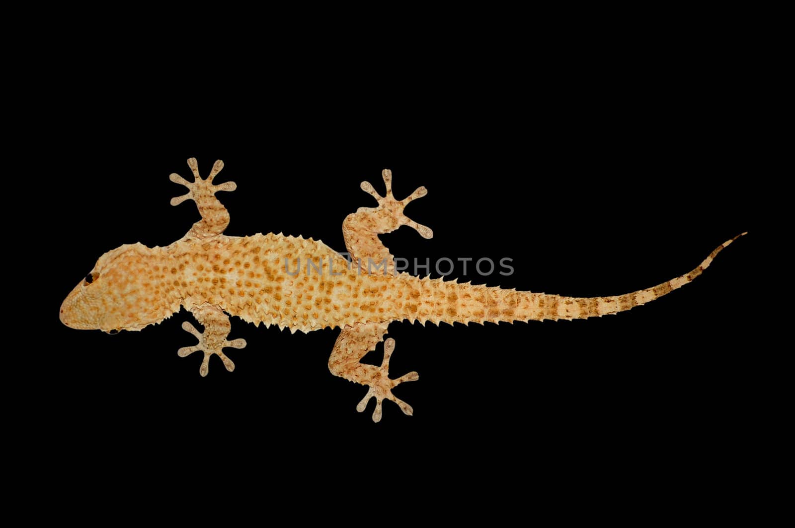 Nocturnal house gecko reptile lizard against a black background.