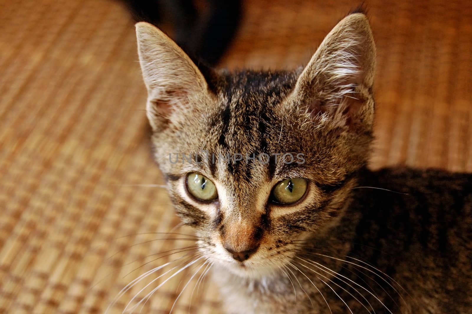 Gray kitten with green eyes. Domestic animal portrait.