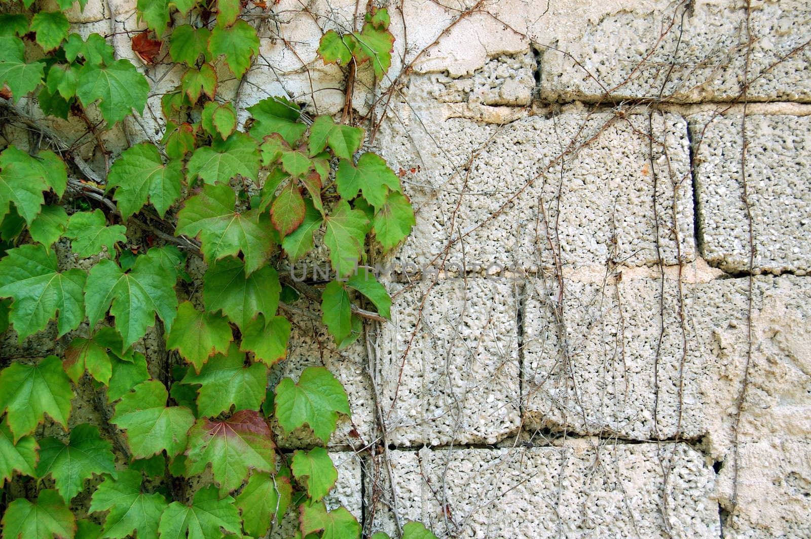Green ivy growing on a cement brick wall. Force of nature concept.